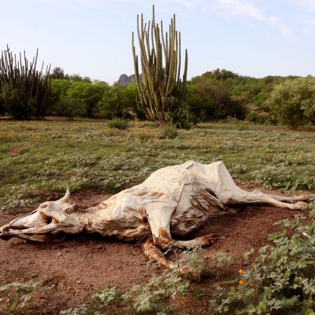 La sequía que arrasa México