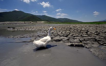 Un pato deambula en la presa Miguel Gómez, conocida como La Boca, en Nuevo León, México.