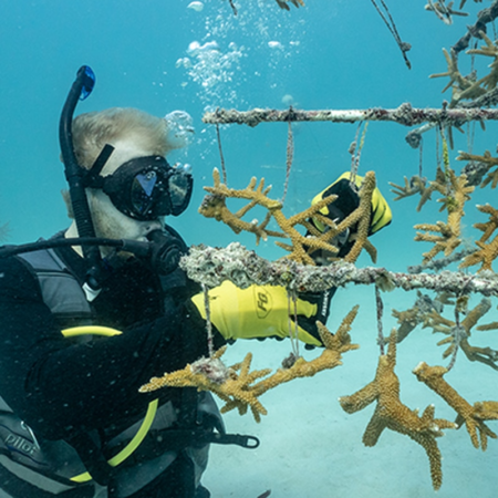 Árboles submarinos al rescate de los arrecifes de coral en Florida | América Futura