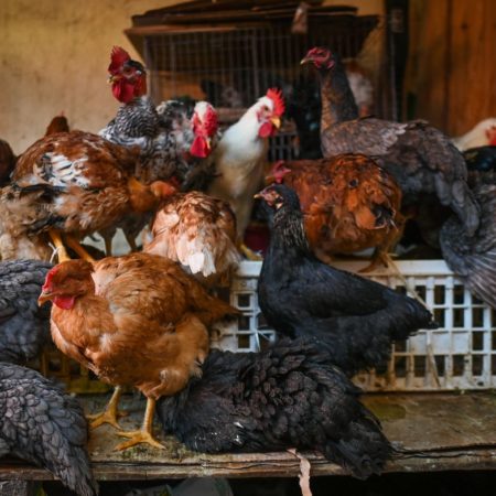 H5N1: Un brote de gripe aviar en una granja con 60.000 pollos de Nuevo León pone en alerta a México y EE UU