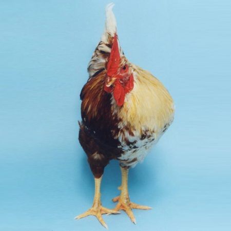 Hemos criado gallinas durante milenios, pero ¿qué sabemos de ellas aparte de que nos dan huevos? | Ciencia