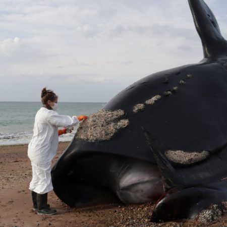 Marea roja en el mundo, un problema del tamaño de más de 30 ballenas | América Futura