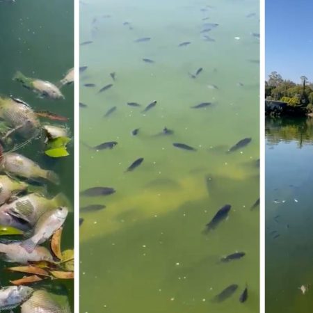 Ciudad de México registra la muerte masiva de peces en el Bosque de Chapultepec
