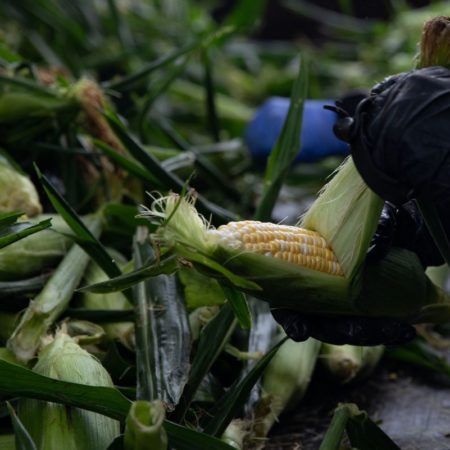 Dos senadores de EE UU piden abrir consultas comerciales con México por la prohibición del maíz transgénico