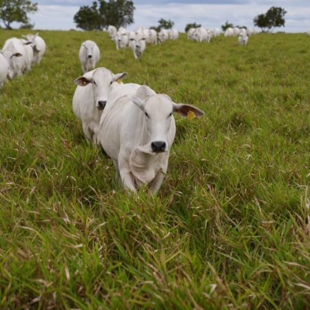 El pasto que secuestra más carbono y que puede revolucionar la ganadería | América Futura