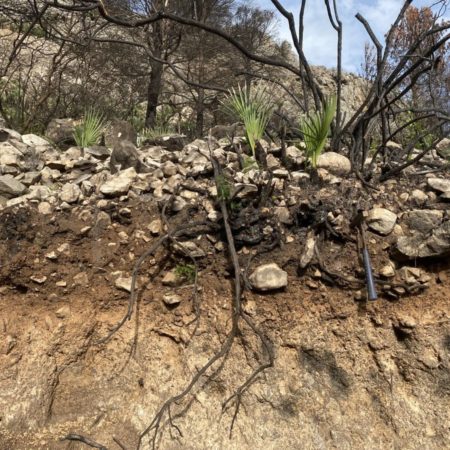 La lluvia abundante y el suelo de roca facilitan la regeneración de la Vall d’Ebo, tras el gran incendio del verano | Comunidad Valenciana