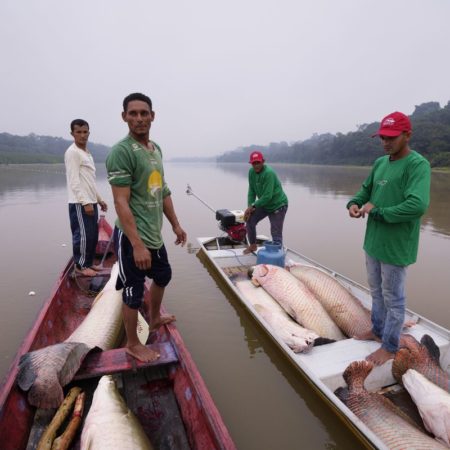 La lucha por evitar la extinción del pirarucú, el pez más grande de Sudamérica | América Futura