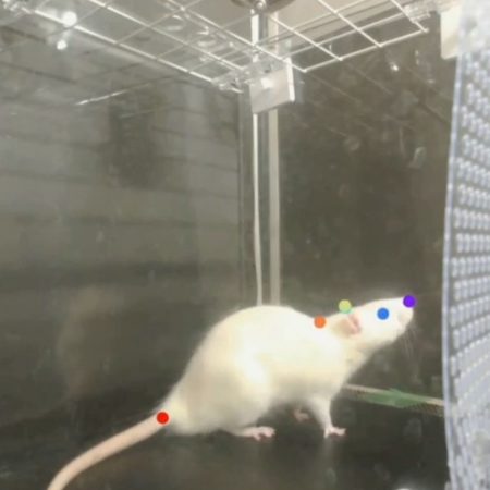 Las ratas también menean la cabeza al ritmo de Queen | Ciencia