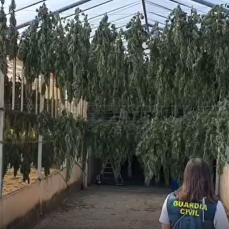 Operación Jardines: El mayor ‘jardín’ de marihuana de España: cae un grupo industrial de producción y venta de grifa | España