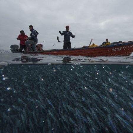 Cómo Chile está recuperando la vida en sus aguas | América Futura