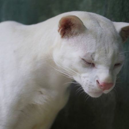 El primer ocelote albino conocido en el mundo angustia a los científicos