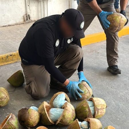 La Fiscalía encuentra 300 kilogramos de fentanilo en Sonora, ocultos en el interior de decenas de cocos
