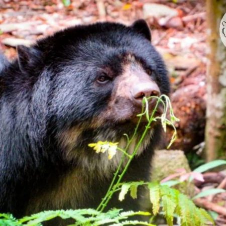 La cruzada para rastrear al oso andino en Venezuela | América Futura