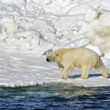 Un oso polar ataca a los habitantes de un pueblo de Alaska y mata a dos personas | Internacional