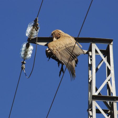 Causas principales de la muerte de 60 millones de aves al año en España: líneas eléctricas, capturas ilegales y atropellos | Clima y Medio Ambiente