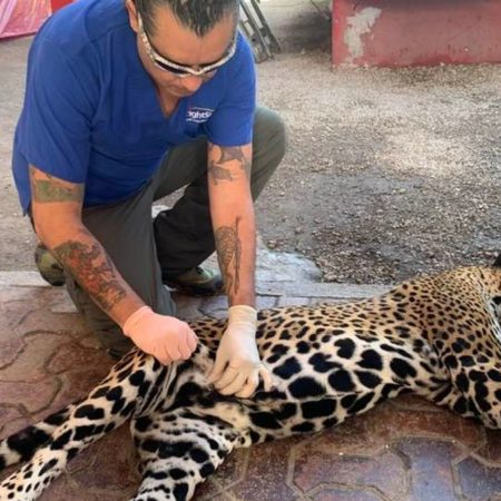 El atropello de una hembra de jaguar embarazada alerta de los riesgos para esta especie en Quintana Roo