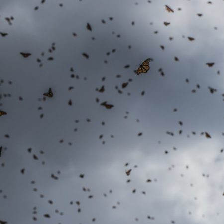 Las 335.479 mariposas monarcas que le echan el pulso al cambio climático | América Futura