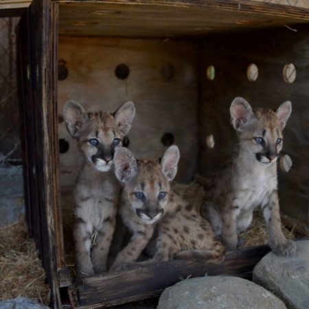 Los Pumas de la UNAM rescatan a tres felinos, su animal emblema, para devolverlos a su hábitat