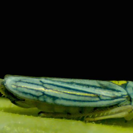 Los insectos que catapultan sus heces en forma de gotas ‘superpropulsadas’ para ahorrar energía | Ciencia