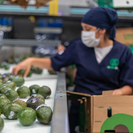 Una denuncia lleva a la producción mexicana de aguacate ante la comisión ambiental del T-MEC por ecocidio