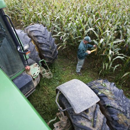 Aumenta la incertidumbre en el campo mexicano por la disputa con EE UU por el maíz transgénico