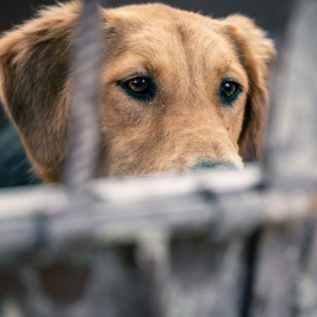 Condenado a nueve meses de prisión un hombre por ahorcar a su perro | Clima y Medio Ambiente