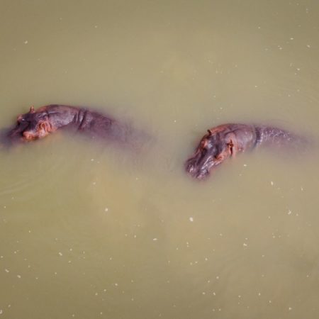De charca en charca: el plan de llevar los hipopótamos de Pablo Escobar a México e India
