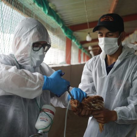 El primer caso de gripe aviar en humanos en América Latina destapa una preocupante falta de control y vigilancia | Ciencia