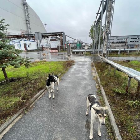 Los perros callejeros de Chernóbil son genéticamente diferentes | Ciencia