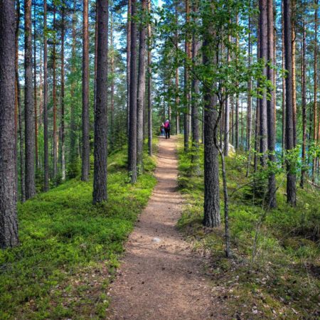 Por qué necesitamos bosques saludables para personas saludables | Red de expertos | Planeta Futuro