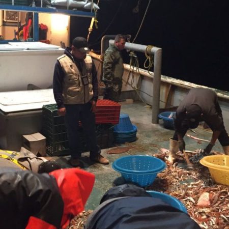 Vaquita marina: México entra en la lista negra junto a Libia y Afganistán: la convención internacional le prohíbe todo el comercio de especies