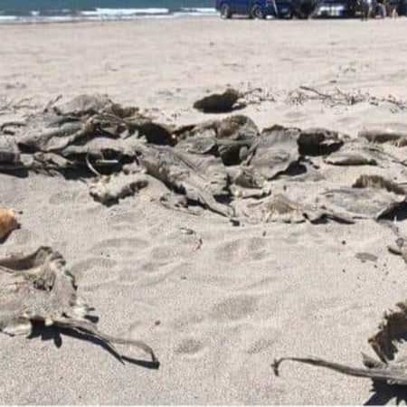 Halladas muertas decenas de rayas en las playas de Huatabampo después de que funcionarios locales les extirparan los aguijones