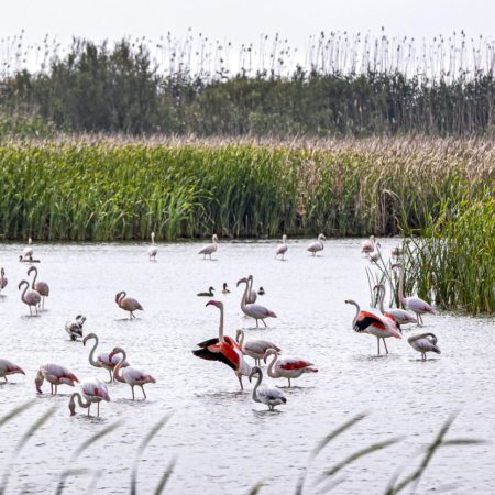 L’Albufera, más flamenca que nunca | Comunidad Valenciana | España