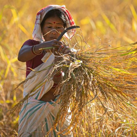 La seguridad alimentaria mundial depende de la financiación de los pequeños agricultores | Red de expertos | Planeta Futuro