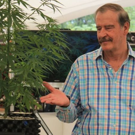 López Obrador afirma que Cofepris dio licencias a empresas vinculadas a Vicente Fox para vender derivados del cannabis