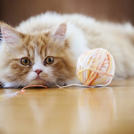 Mullir las mantas, tumbarse en el ordenador o entretenerse con un hilo: rarezas de los gatos que nos sorprenden, pero tienen sentido | Estilo de vida