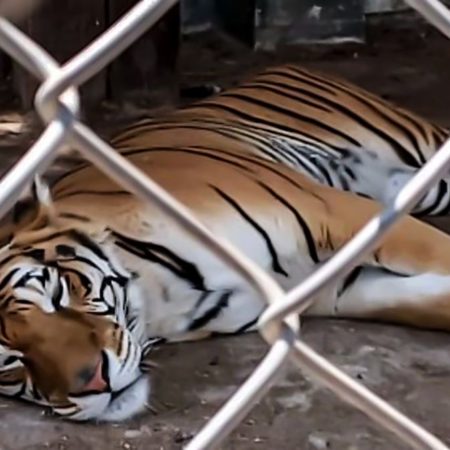 Tráfico de animales exóticos: Dos pumas, un tigre de bengala y un león blanco: la policía encuentra 47 animales en un predio del Estado de México